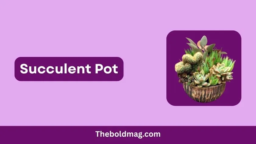 succulent pot